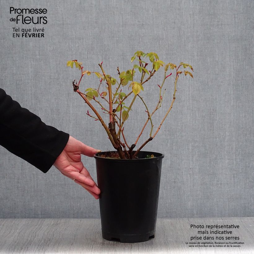 Rosa Graham Thomas Vaso da 4L/5L esemplare consegnato in inverno