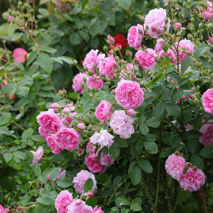 Rosa Harlow Carr (Porto)