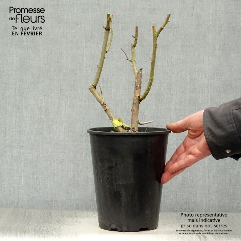 Rosa James Galway Vaso da 4L/5L esemplare consegnato in inverno