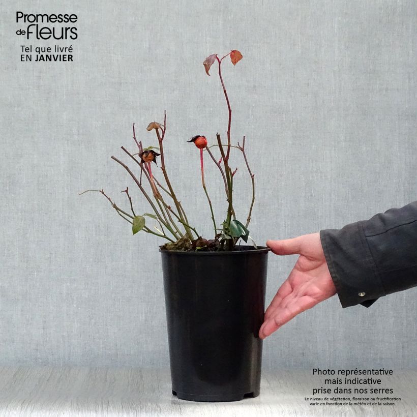 Rosa Lady Emma Hamilton Vaso da 4L/5L esemplare consegnato in inverno