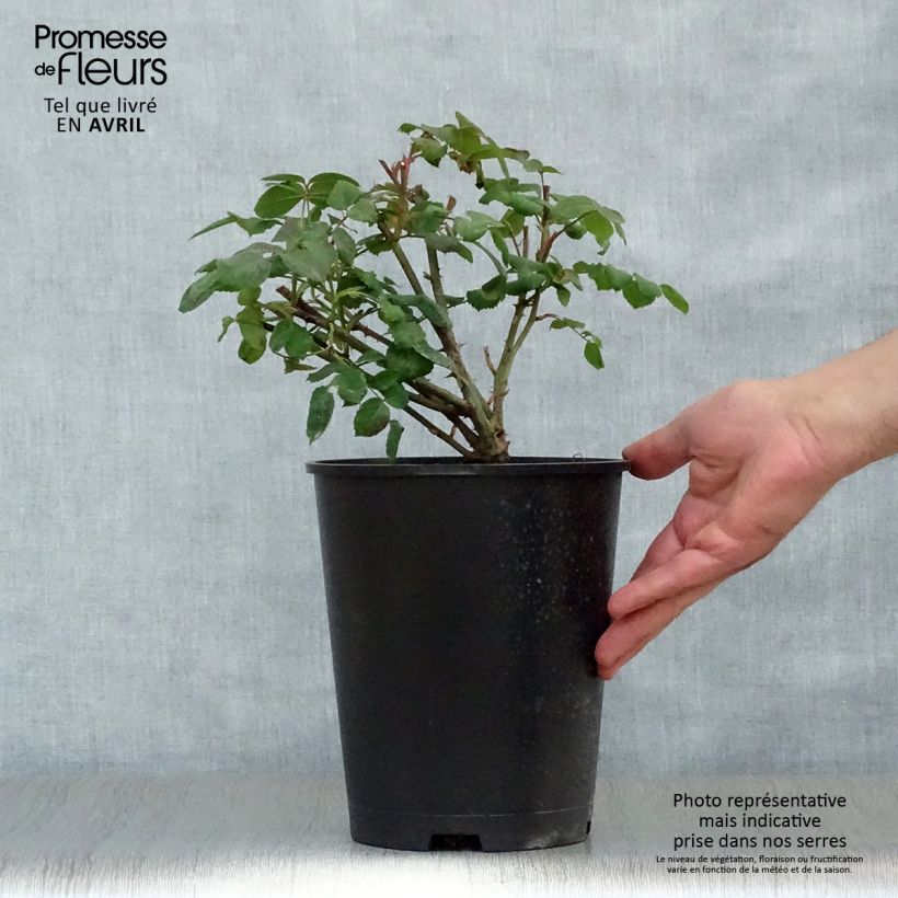 Rosa Lady Emma Hamilton Vaso da 4L/5L esemplare consegnato in primavera