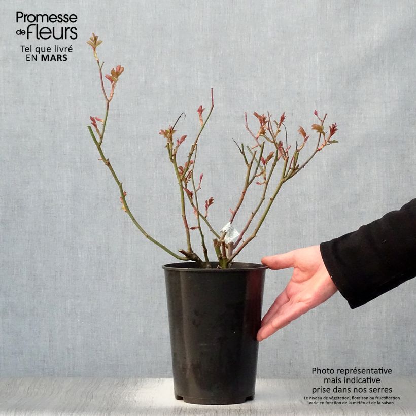 Rosa Lichfield Angel Vaso da 4L/5L esemplare consegnato in primavera