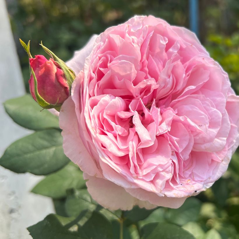 Rosa Mary Rose (Fioritura)