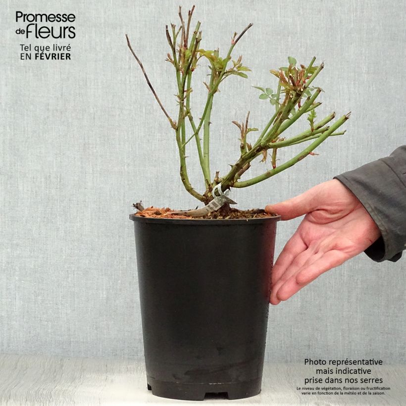 Rosa Molineux Vaso da 4L/5L esemplare consegnato in inverno