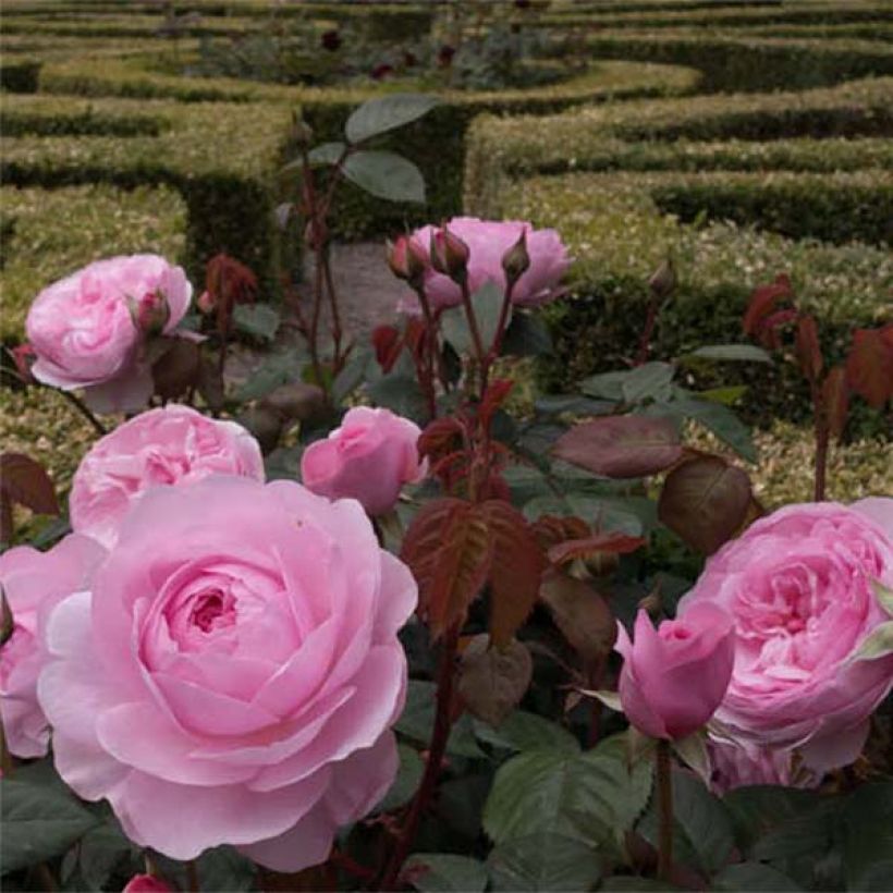 Rosa Olivia Rose Austin (Fioritura)