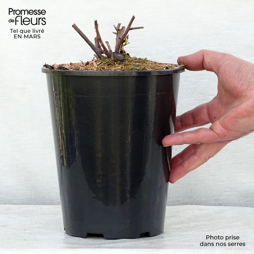 Rosa Olivia Rose Austin Vaso da 4L/5L esemplare consegnato in inverno