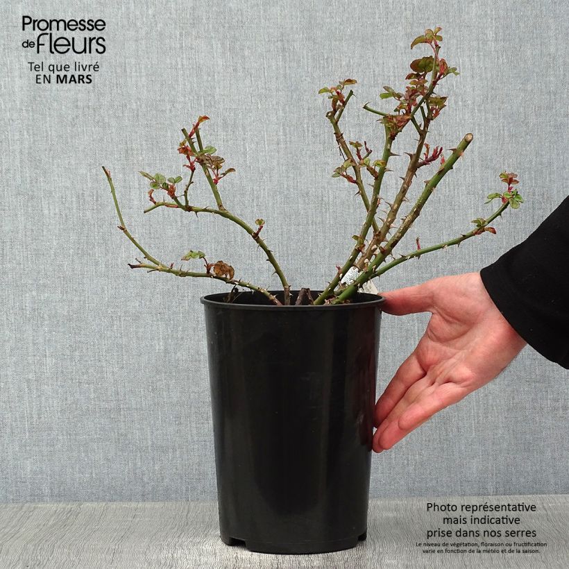 Rosa Princess Alexandra of Kent Vaso da 4L/5L esemplare consegnato in inverno