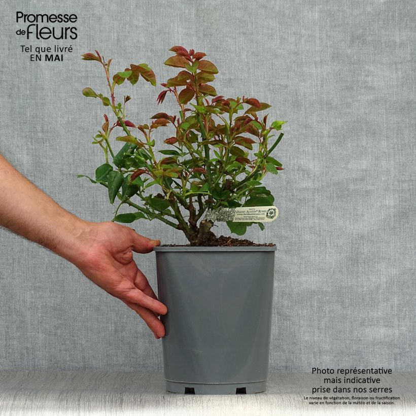 Rosa Roald Dahl Vaso da 4L/5L esemplare consegnato in primavera