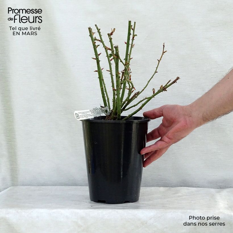 Rosa alba Royal Jubilee - Rosa bianca Vaso da 4L/5L esemplare consegnato in inverno