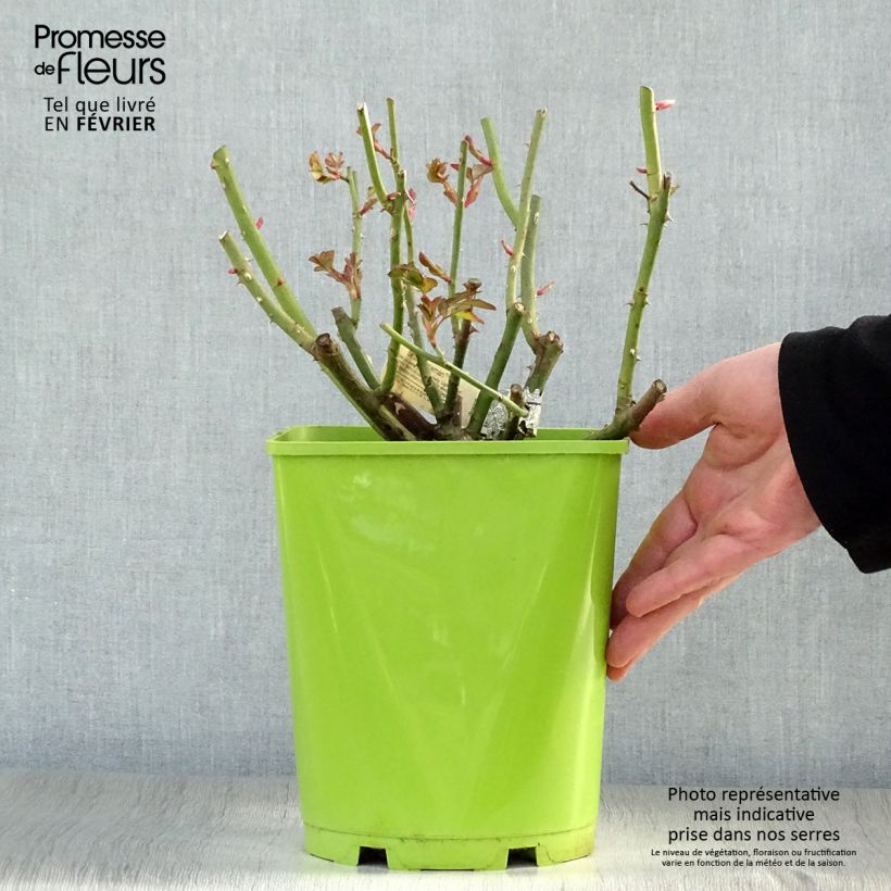 Rosa Sir John Betjeman Vaso da 4L/5L esemplare consegnato in inverno