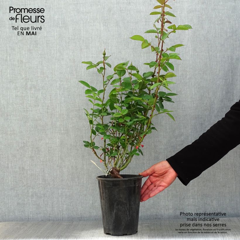 Rosa The Alnwick Rose Vaso da 4L/5L esemplare consegnato in primavera