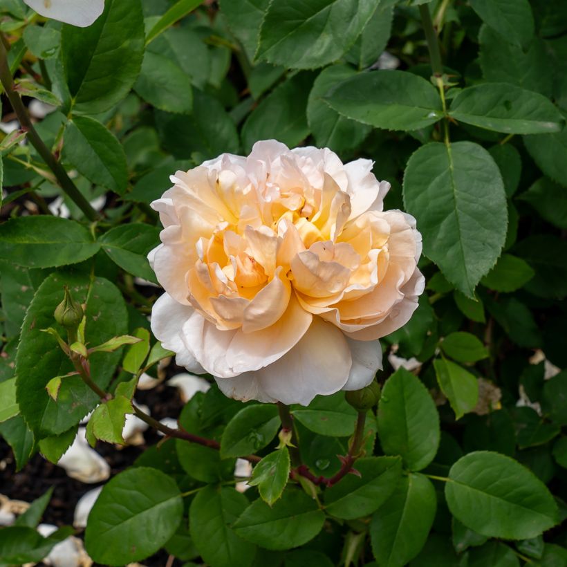 Rosa The Lady Gardener (Fioritura)