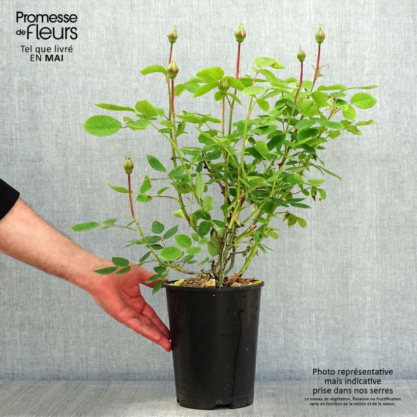 Rosa The Lady Gardener Vaso da 4L/5L esemplare consegnato in primavera