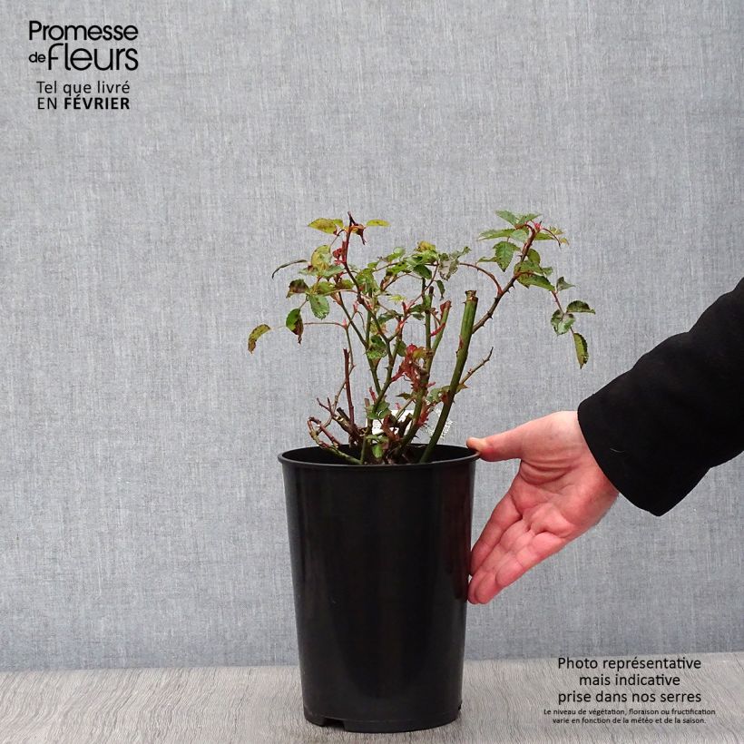 Rosa The Poet's Wife Vaso da 4L/5L esemplare consegnato in inverno