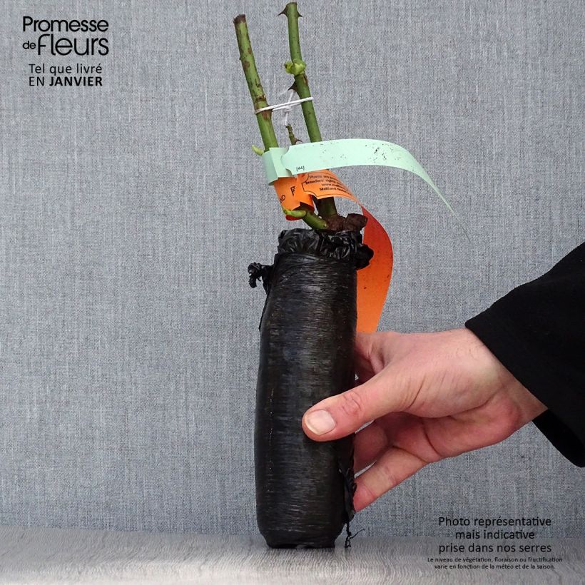 Rosa Vanessa Bell Zolla a radice nuda esemplare consegnato in inverno