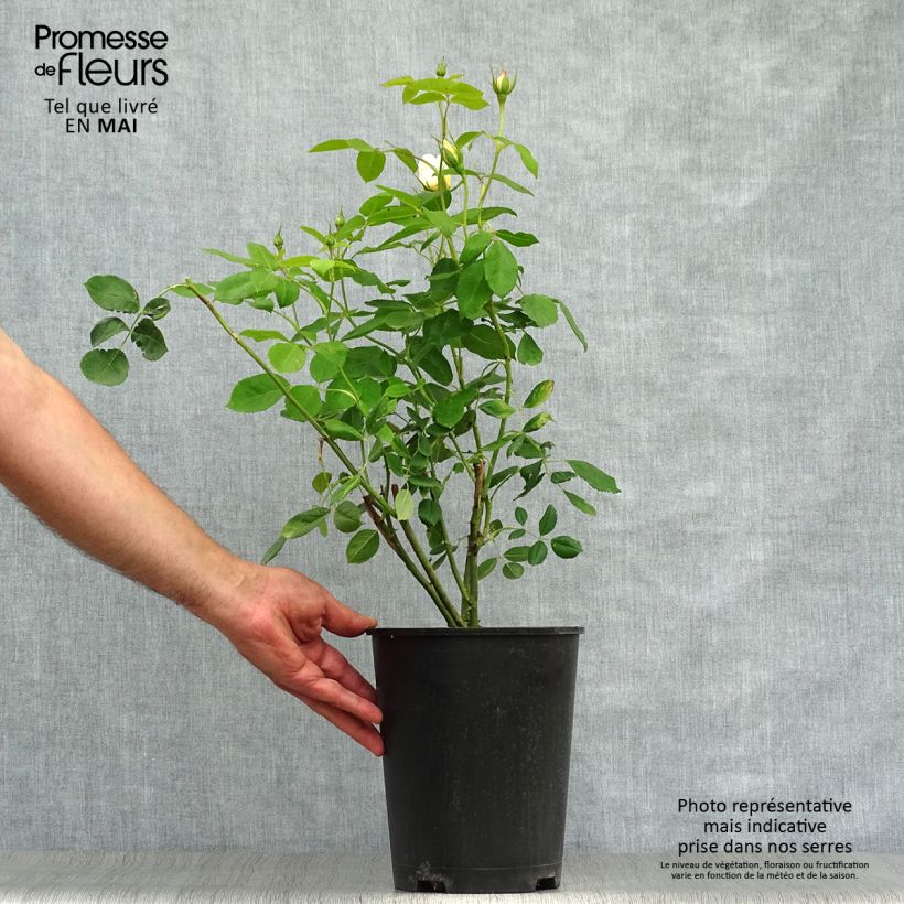 Rosa Vanessa Bell Vaso da 4L/5L esemplare consegnato in primavera