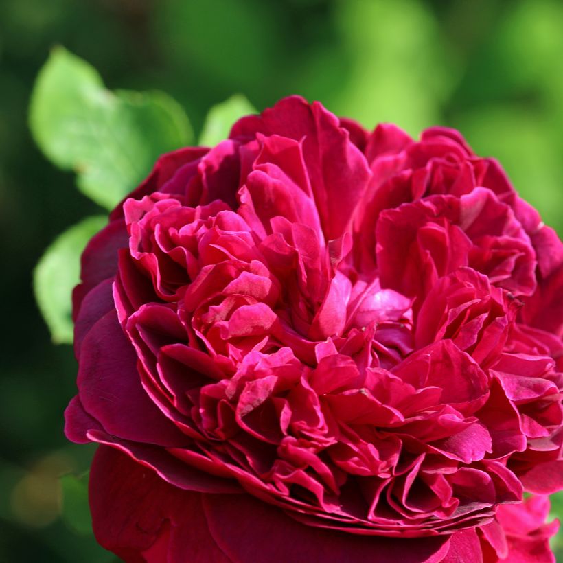 Rosa William Shakespeare 2000 (Fioritura)