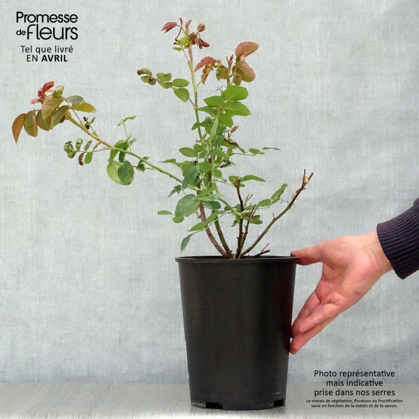 Rosa William Shakespeare 2000 Vaso da 4L/5L esemplare consegnato in primavera