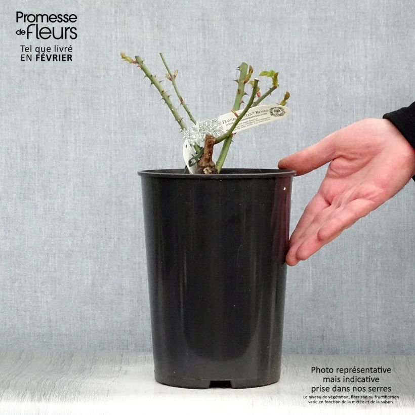 Rosa William and Catherine Vaso da 4L/5L esemplare consegnato in inverno