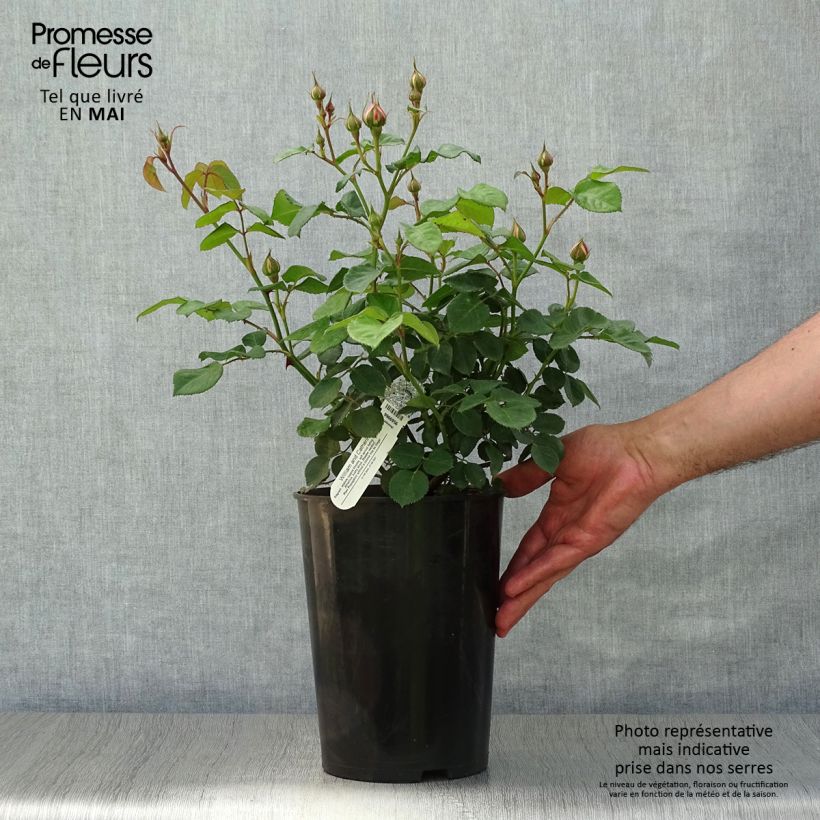 Rosa William and Catherine Vaso da 4L/5L esemplare consegnato in primavera