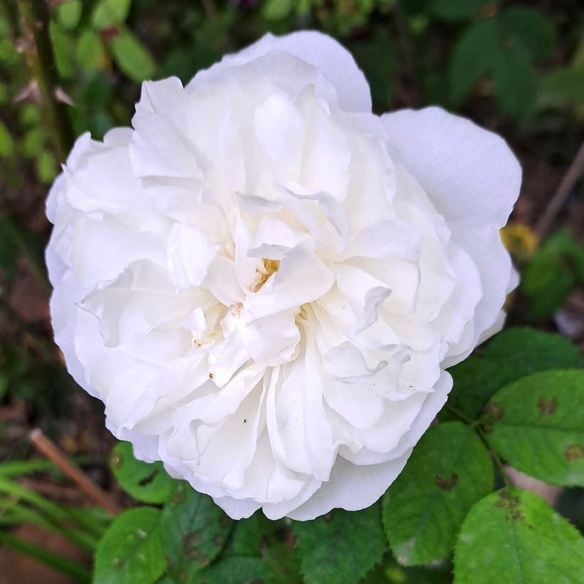Rosa Winchester Cathedral (Fioritura)