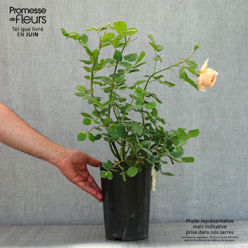 Rosa Wollerton Old Hall Vaso da 4L/5L esemplare consegnato in primavera