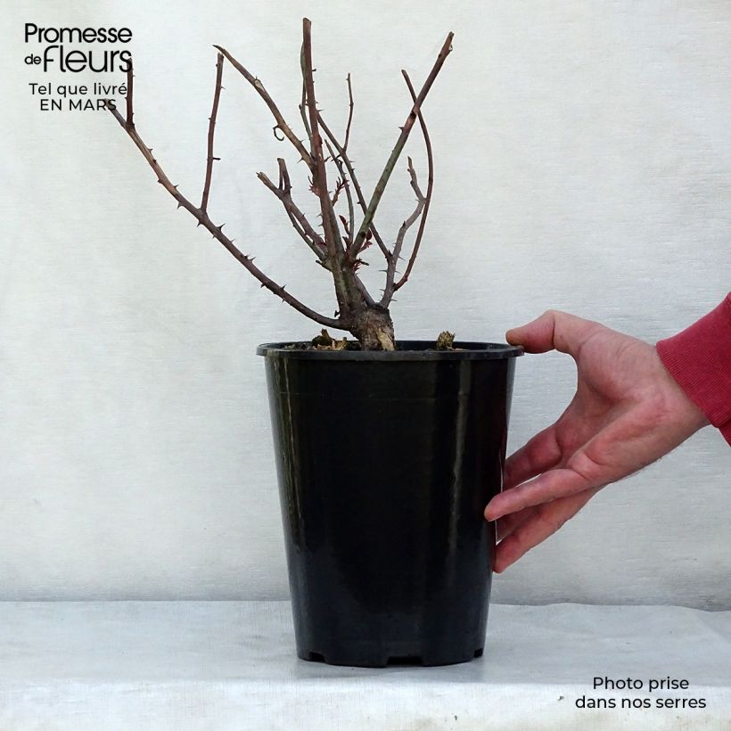 Rosa Young Lycidas Vaso da 4L/5L esemplare consegnato in inverno