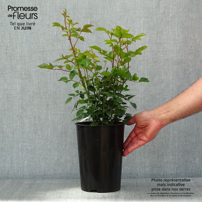 Rosa Carolyn Knight Vaso da 4L/5L esemplare consegnato in primavera