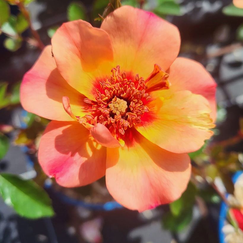 Rosa tappezzante Baia (Fioritura)