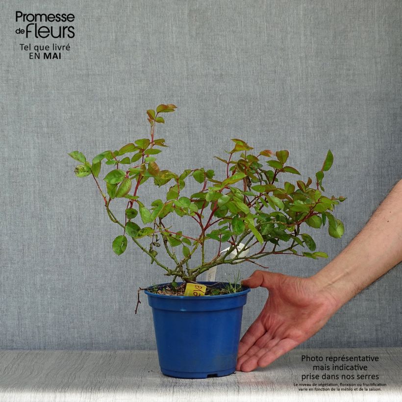 Rosa tappezzante Soleya Vaso da 2L/3L esemplare consegnato in primavera