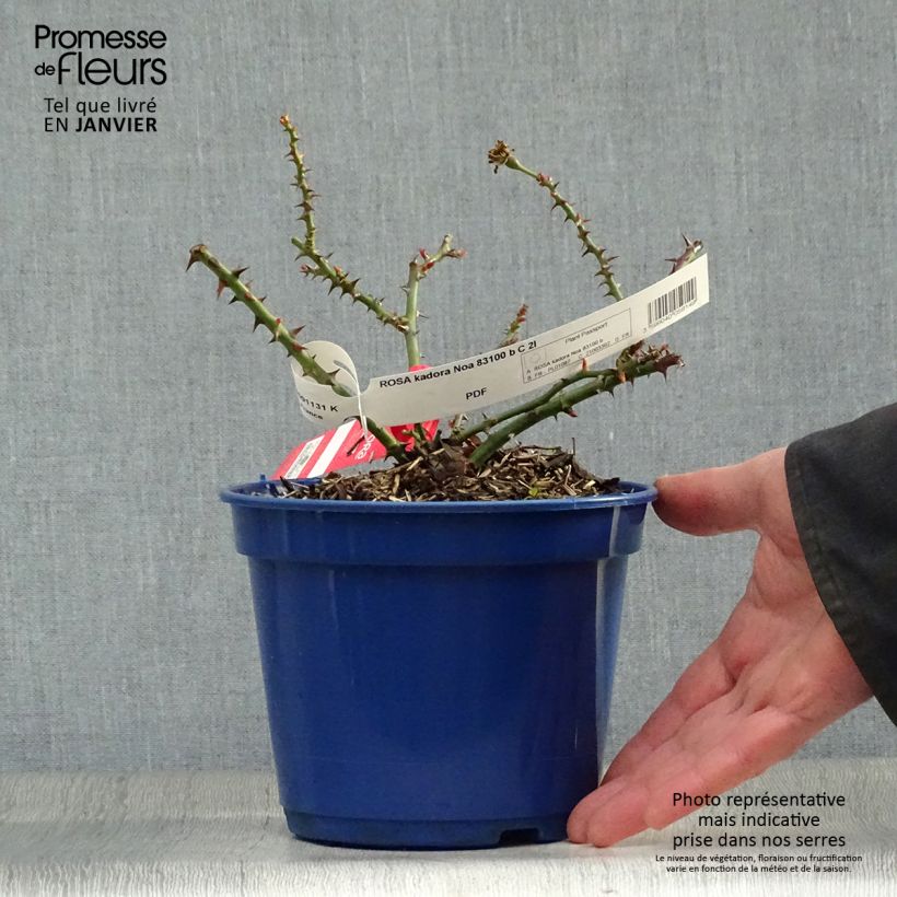 Rosa tappezzante Sorrento (Kadora) Vaso da 2L/3L esemplare consegnato in inverno