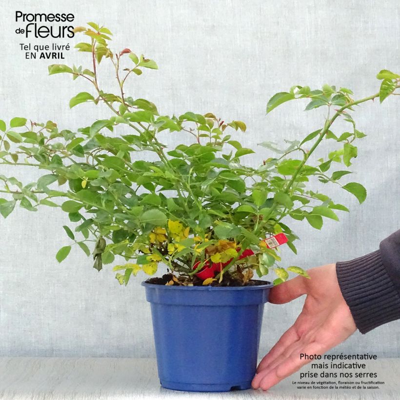 Rosa tappezzante Sorrento (Kadora) Vaso da 2L/3L esemplare consegnato in primavera