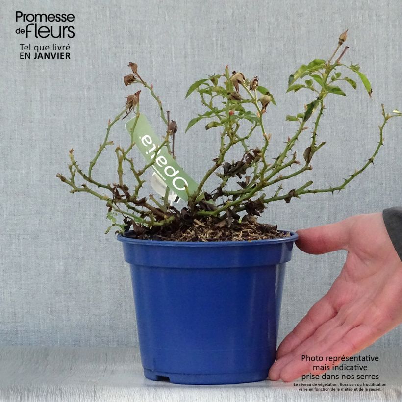 Rosa tappezzante White Flower Carpet (NOAschnee) Vaso da 2L/3L esemplare consegnato in inverno