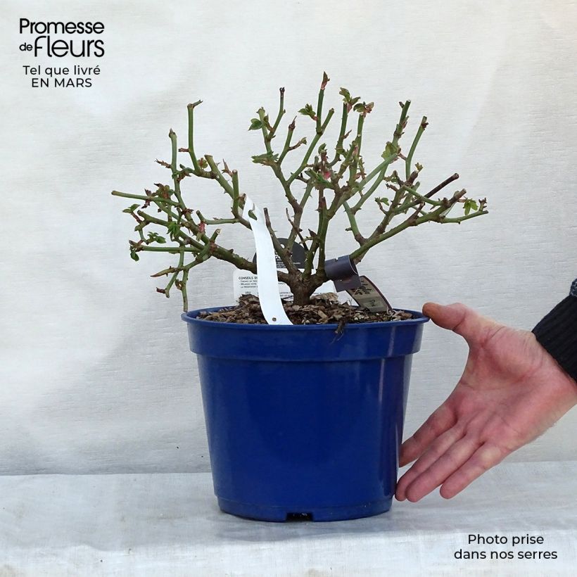 Rosa tappezzante Pink Voluptia Vaso da 2L/3L esemplare consegnato in primavera