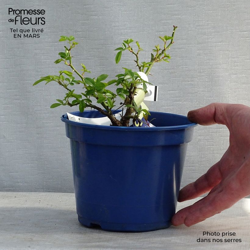 Rosa tappezzante Loredo (NOAlesa) Vaso da 2L/3L esemplare consegnato in primavera