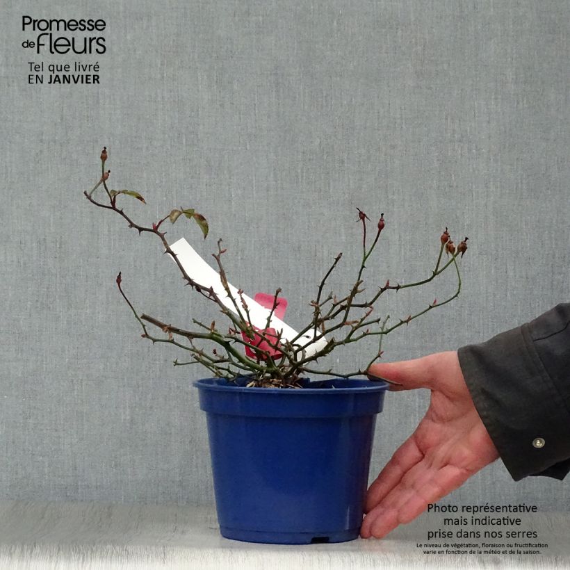 Rosa tappezzante Alcantara (NOAre) Vaso da 2L/3L esemplare consegnato in inverno