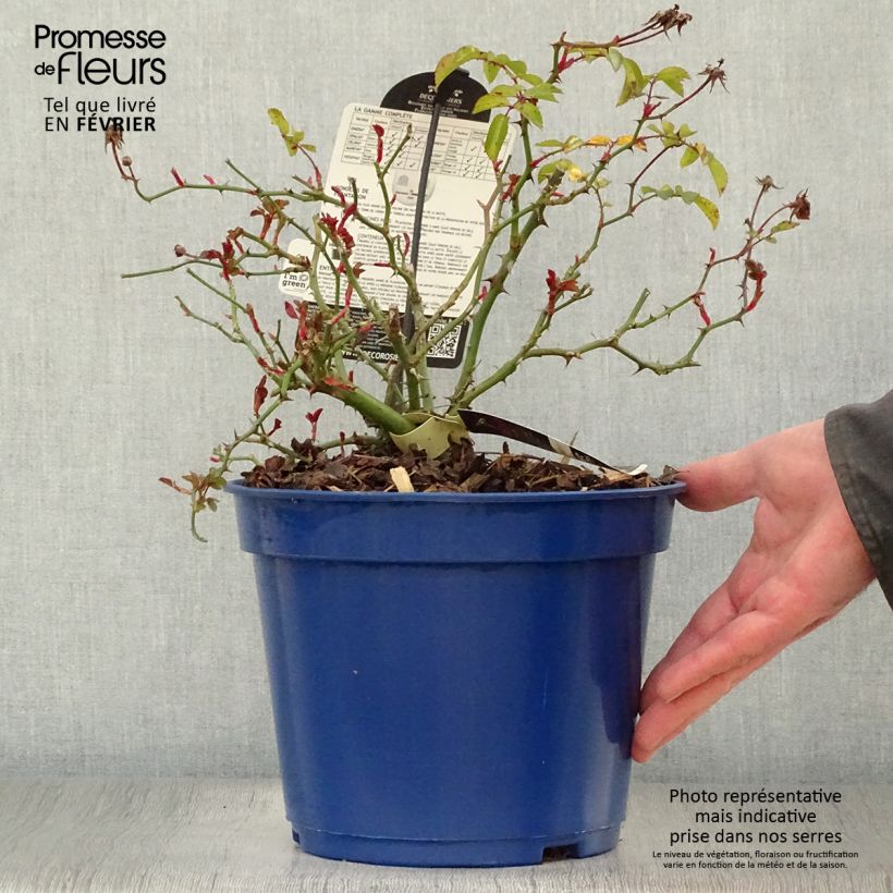 Rosa tappezzante Alcantara (NOAre) Vaso da 4L/5L esemplare consegnato in inverno