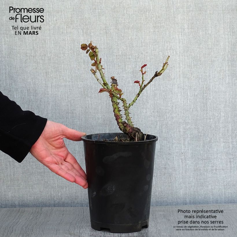 Rosa Dominica Intercomdoor Vaso da 4L/5L esemplare consegnato in inverno