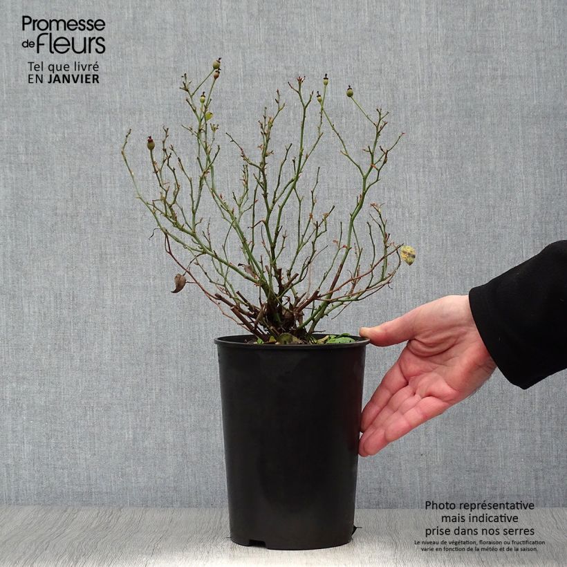 Rosa Rigo Rosen Fortuna Vaso da 2L/3L esemplare consegnato in inverno