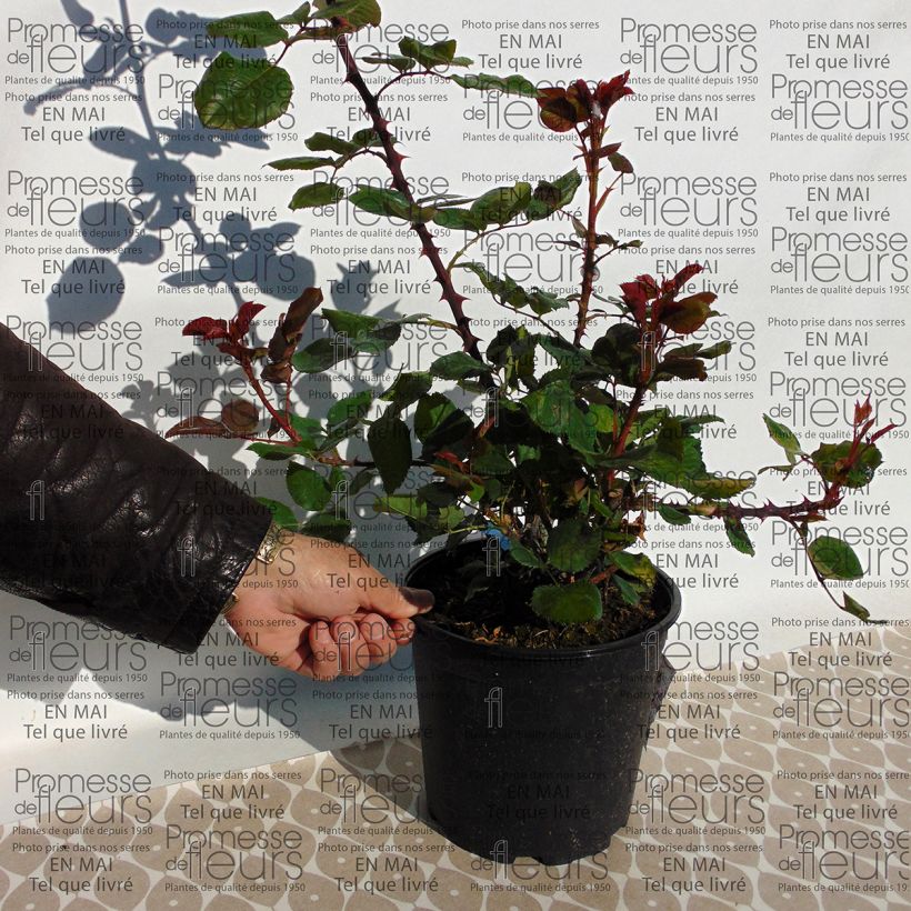 Esempio di esemplare Rosa Generosa Amandine Chanel Vaso da 4L/5L come consegnato
