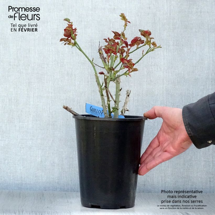 Rosa Generosa Bicentenaire de Guillot Vaso da 4L/5L esemplare consegnato in inverno