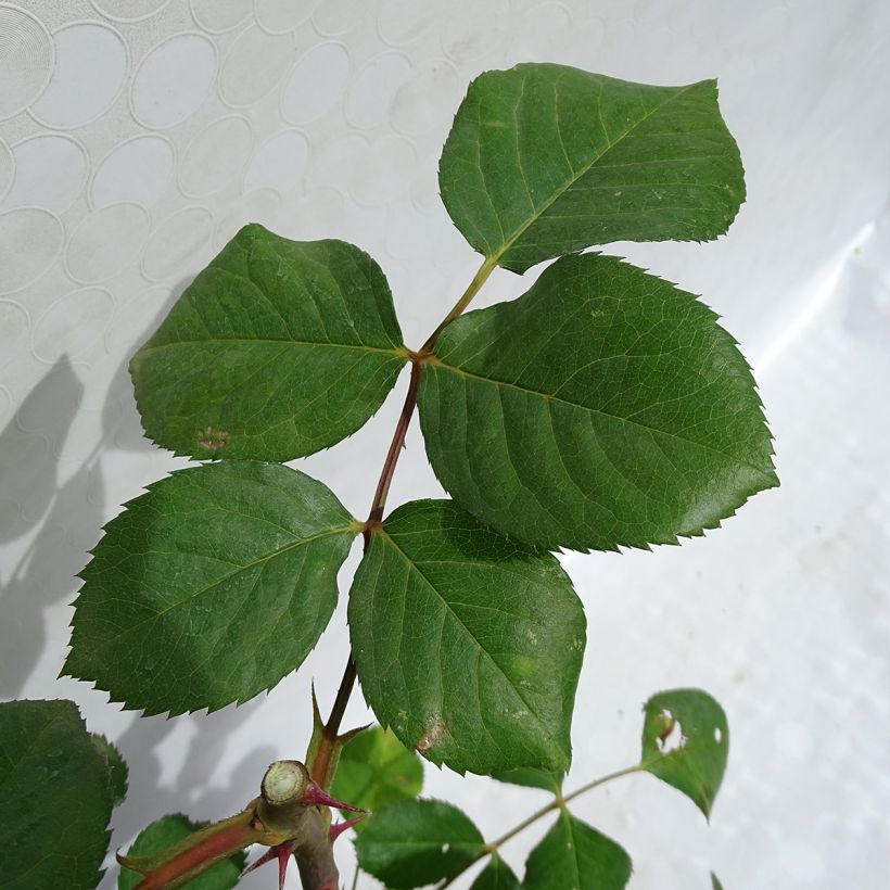 Rosa Generosa Laurent Cabrol (Fogliame)
