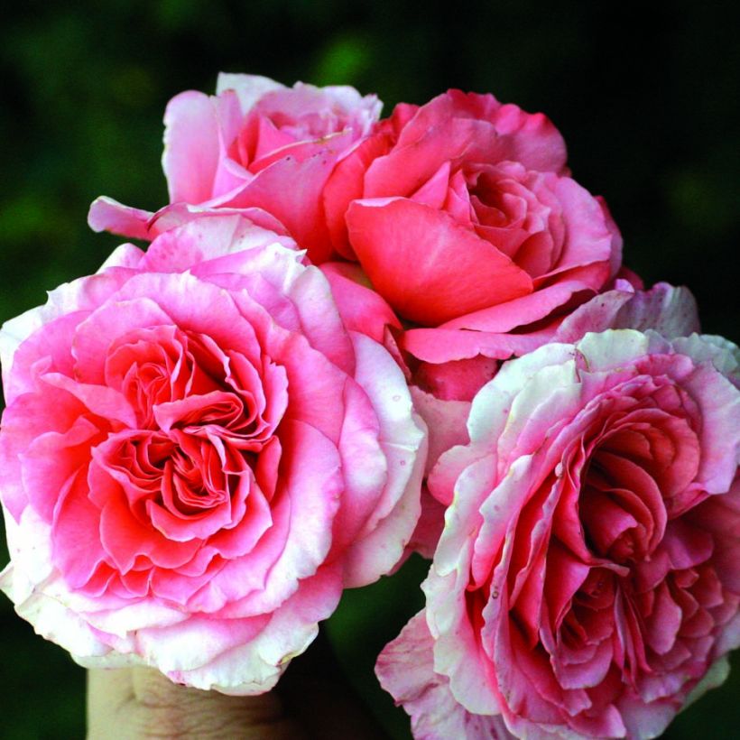 Rosa Generosa Laurent Cabrol (Fioritura)