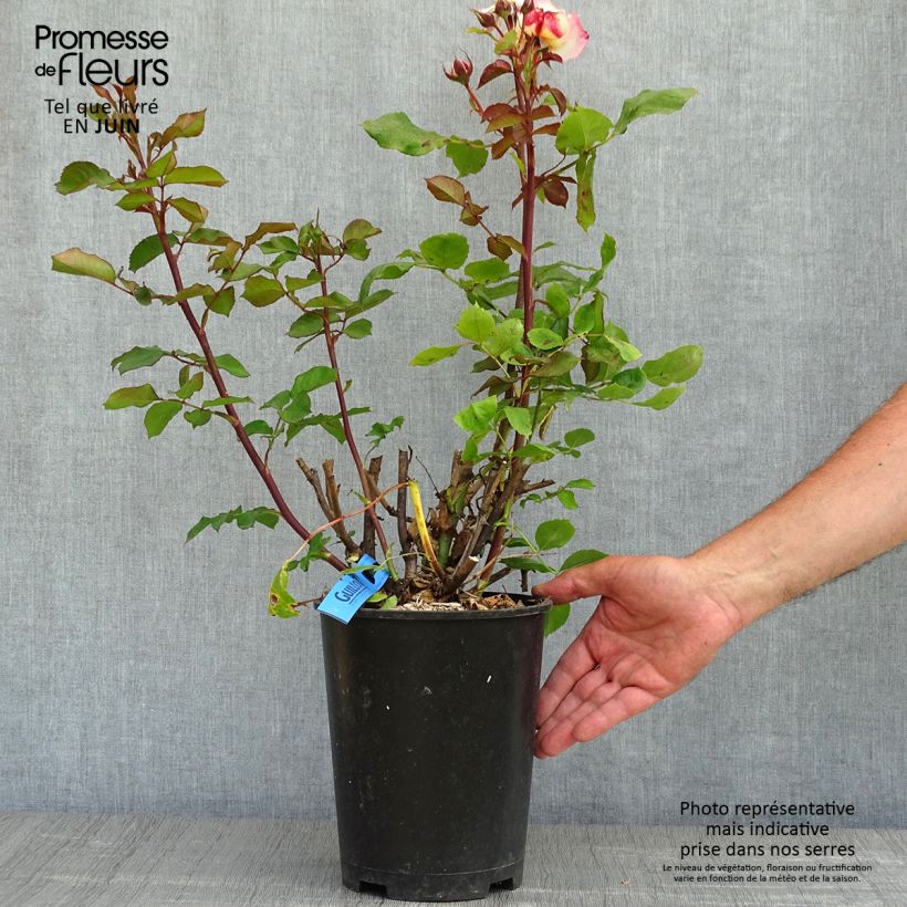 Rosa Generosa Laurent Voulzy Vaso da 4L/5L esemplare consegnato in primavera