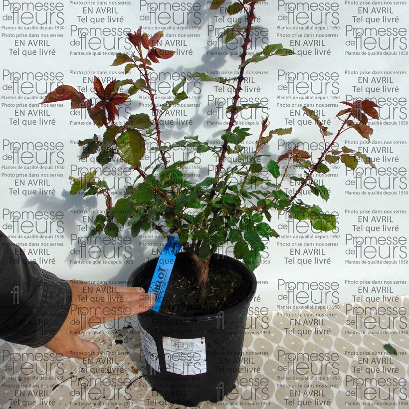 Esempio di esemplare Rosa Generosa Monique Bouygues Vaso da 4L/5L come consegnato