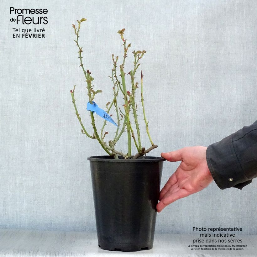 Rosa Generosa Nelson Monfort Vaso da 4L/5L esemplare consegnato in inverno