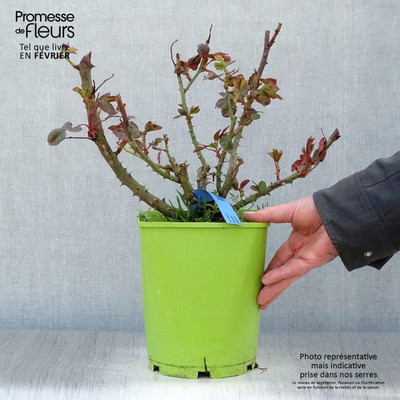 Rosa Generosa Paul Bocuse Vaso da 4L/5L esemplare consegnato in inverno