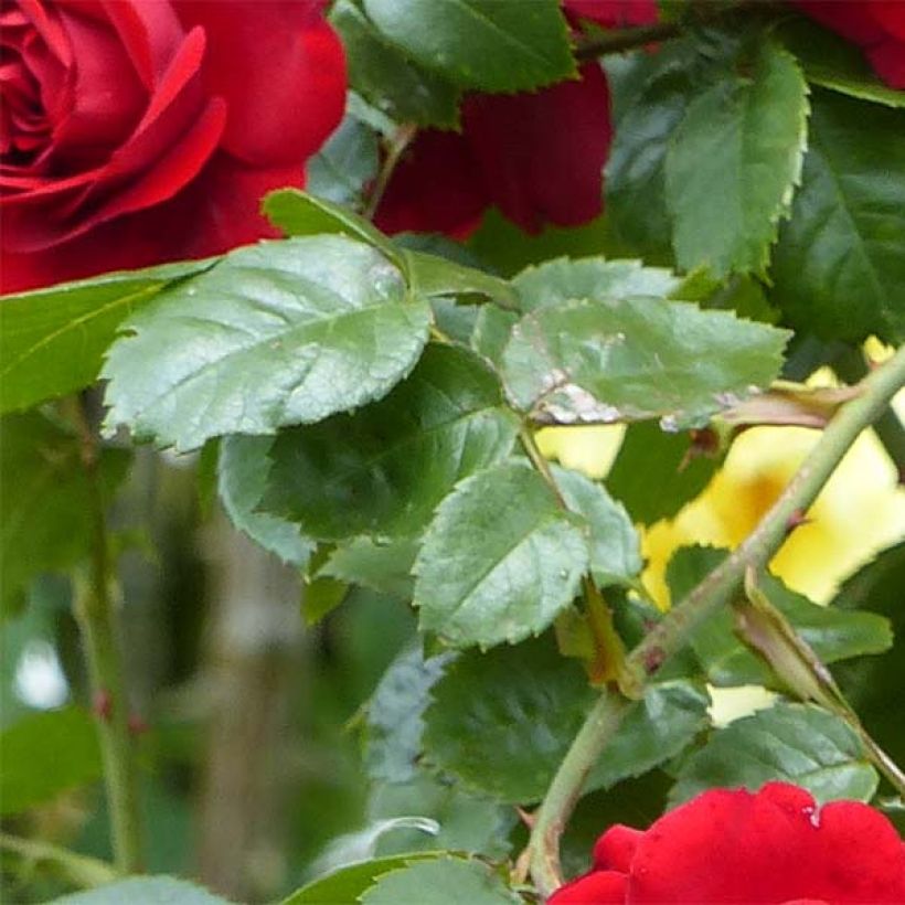 Rosa rampicante Amadeus (Fogliame)