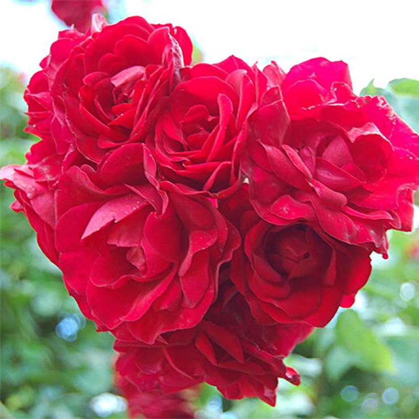 Rosa rampicante Amadeus (Fioritura)