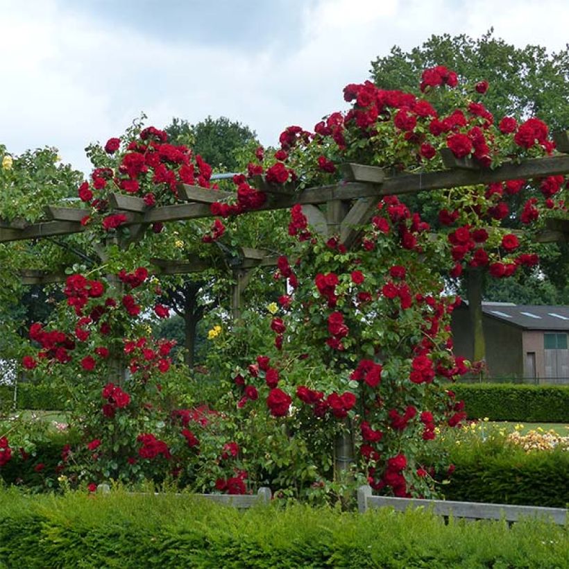 Rosa rampicante Amadeus (Porto)